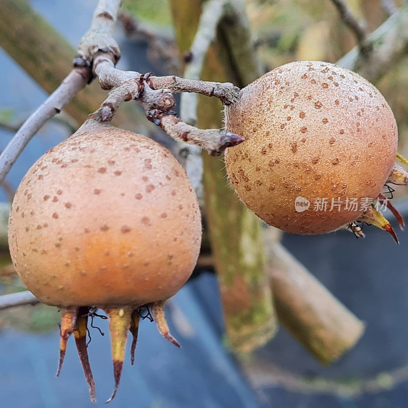 枸杞（Mespilus germanica）水果